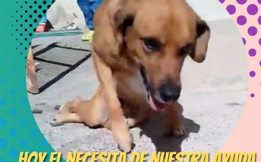 Defendió a su dueña no vidente de unos delincuentes y fue salvajemente golpeado: necesita ayuda