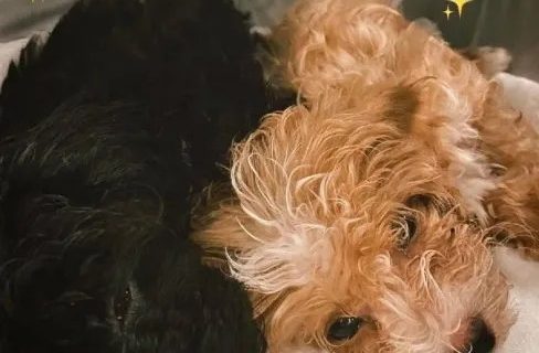 El encuentro más esperado: Mora y Caramelo de GH de nuevo juntos