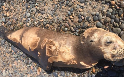 Piden ayuda para para rescatar a un lobo marino que se encuentra en la Costanera
