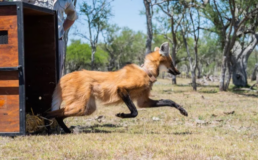 Día Mundial de la Vida Silvestre: cómo se protege a las especies en peligro en la Argentina