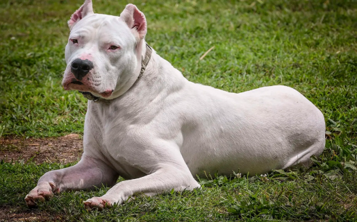 Un perro dogo salvó a su familia de un robo: arrinconó a los ladrones hasta que fueron detenidos