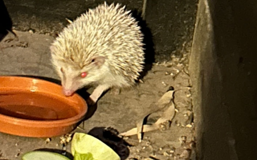 Que raros son los perros en el 3: Buscan al dueño de una mascota perdida