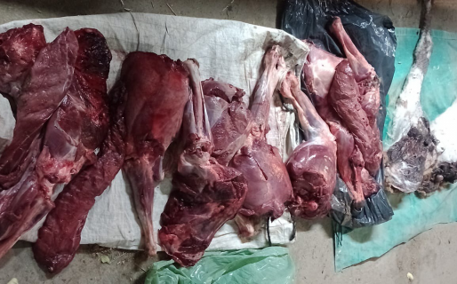 Circulaba con tres guanacos faenados en su camioneta