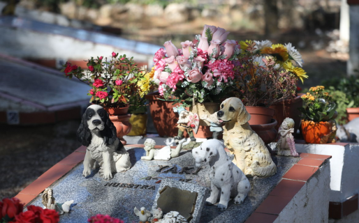 Buscan incentivar la creación de cementerios de mascotas en la ciudad