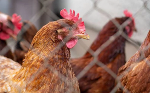Se confirmaron 4 nuevos casos de gripe aviar y ascienden a 30 las detecciones