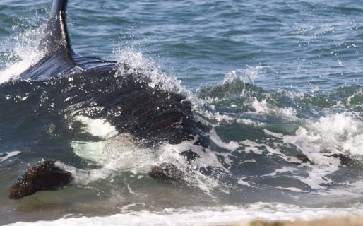 Comenzó en Chubut la Temporada de Orcas 2023 con una amplia agenda de actividades