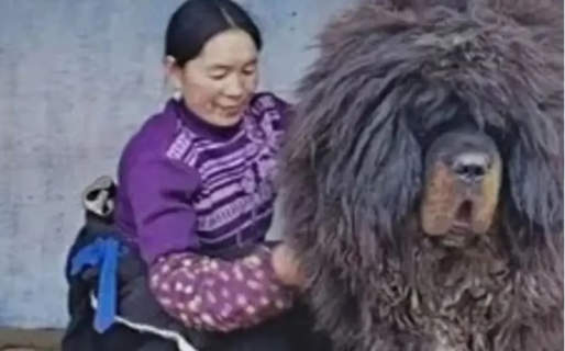 Una familia creyó que había adoptado a un perro gigante: no era lo que esperaban