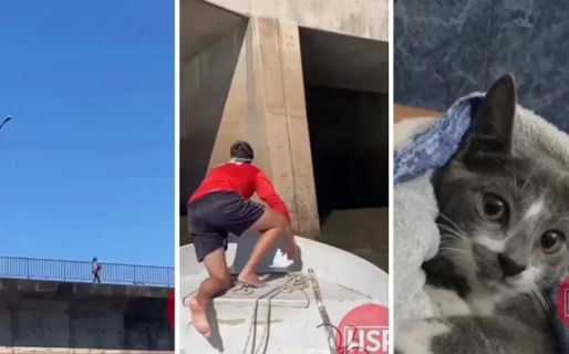 Repudiable: Una mujer tiró a un gato desde un puente y un guardavidas logró salvarlo