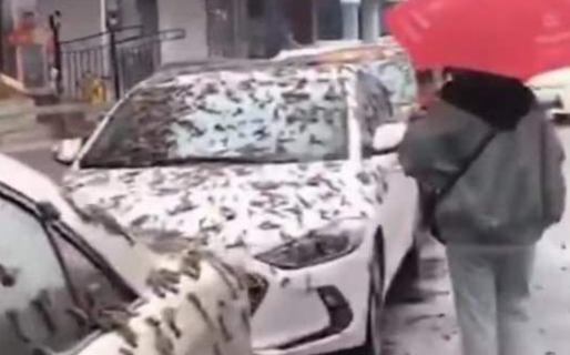Una extraña «lluvia de gusanos» sorprendió a China