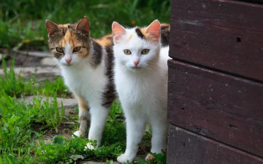 Ofrecen un sueldo millonario por cuidar a sus dos michis en Inglaterra