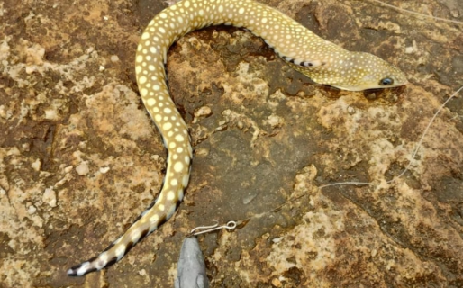 Aparece en Argentina un ejemplar marino oriundo de aguas tropicales