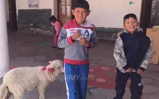 Un niño no quiso dejar sola a su oveja “Tita” y la llevó a la escuela