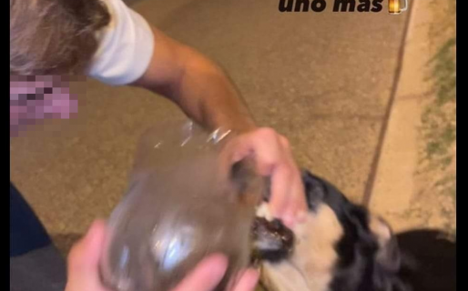 Indignante: estudiantes obligan a beber alcohol a perros callejeros