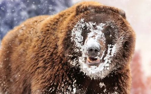 Subastan el cuerpo embalsamado de «Pablo Escobear», el oso que murió tras comer 20 kilos de cocaína