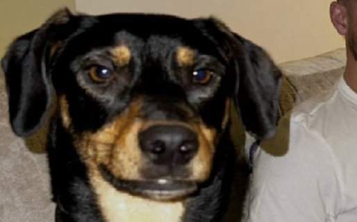 Furor por una mascota igual a un jugador de la Selección