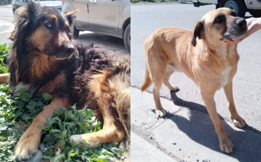 Perritos en adopción: Su cuidadora falleció y podrían pasar el invierno en la calle