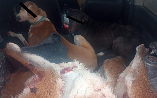 Dos hombres y cuatro perros iban con dos guanacos muertos en un auto