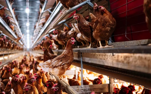 Gripe aviar: mueren más de 200.000 gallinas y hay casos en 10 provincias