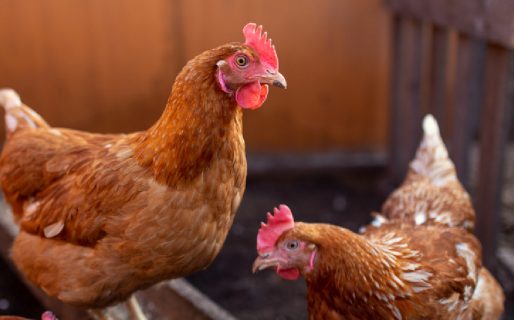 Confirmaron un nuevo caso de gripe aviar en la provincia