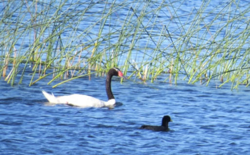 Detectaron gripe aviar en cisnes de cuello negro en el Lago Musters