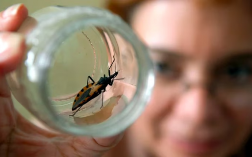 En Argentina, cerca de 7 millones de personas están en riesgo de contraer la enfermedad de Chagas