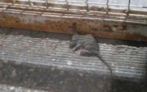 Tras una desinfección de ratas, la Escuela Nº1 tendrá clases normales este lunes