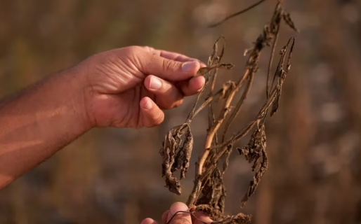 Sequía épica en Argentina agrava la ya dramática crisis del país