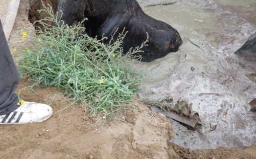 Bomberos rescatan a un caballo que cayó a un pozo