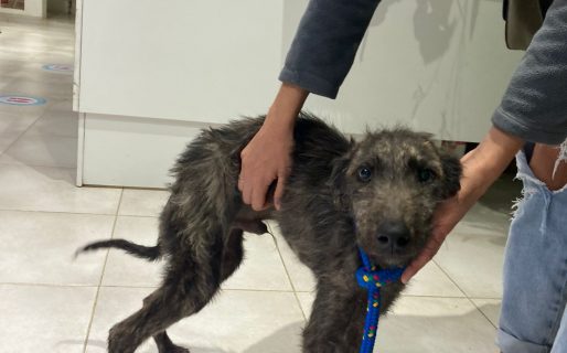 Kuni nos necesita: Buscan tránsito responsable para un galgo que fue abandonado