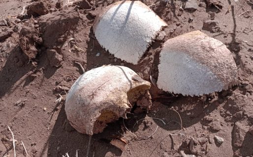 Macabro hallazgo: Encontraron restos óseos humanos en zona de Diadema