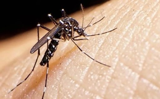 Gran avance: La ANMAT aprobó la vacuna para la prevención del dengue