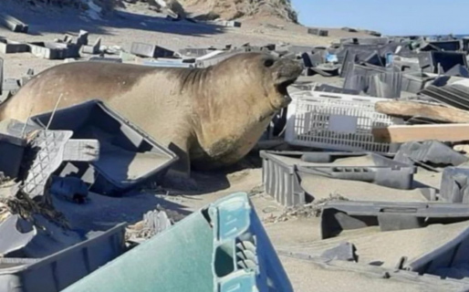 Chubut le reclamará al sector pesquero nacional soluciones concretas a la problemática de los residuos