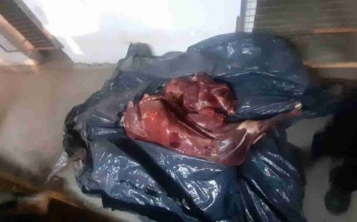 Decomisaron 50 kilos de carne de guanaco faenado a pasajeros de un remis