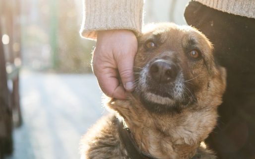 Este sábado habrá una marcha en contra del maltrato y crueldad animal