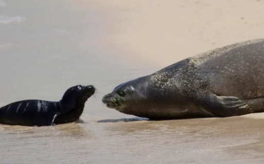 Protegen con la policía a una foca en peligro de extinción y su cría