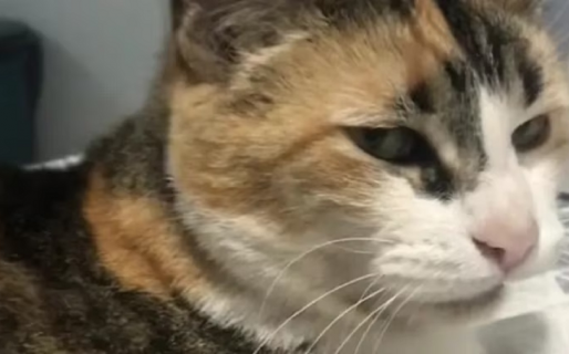 Una joven contó que sueña con ser cantante, pero su gata se lo impide: “Me ataca cada vez que lo intento”