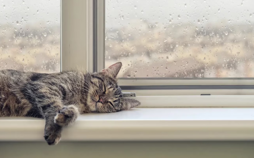 Llevaron a su gata al veterinario porque dormía mucho y el diagnóstico sorprendió a todos