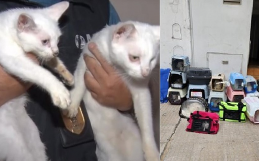 Una mujer acumulaba gatos, los almacenaba en el freezer y los cocinaba