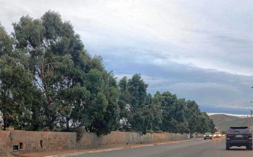 Vecinos de Rada Tilly juntan firmas para evitar la tala de eucaliptos