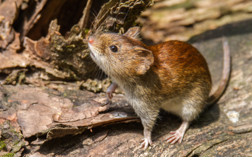 Once personas aisladas tras la muerte de un gendarme por hantavirus