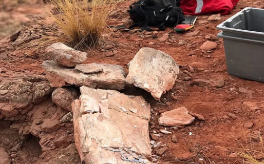 Encontraron el fémur del dinosaurio más grande del mundo en Neuquén