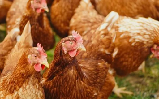 Se confirmó el primer caso de gripe aviar en Puerto Madryn