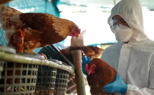 Confirman un nuevo caso de gripe aviar en Chubut