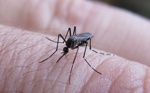 Dengue: aseguran que en Chubut «no hay presencia del mosquito que lo transmite»