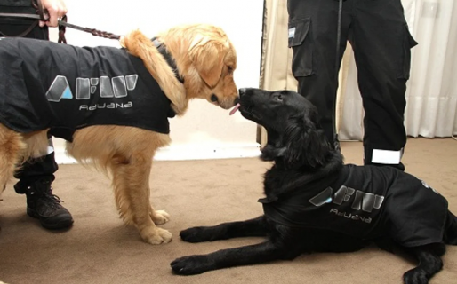 La Dirección General de Aduanas jubiló a catorce de sus perros detectores