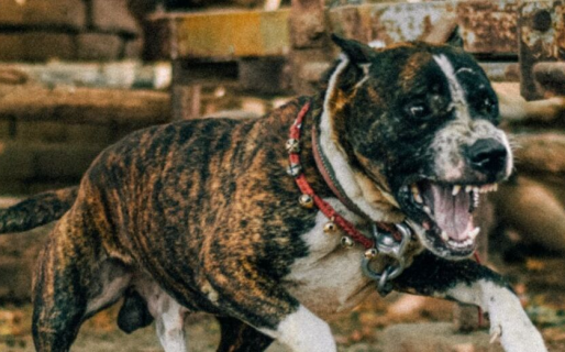 Un nene fue atacado por una jauría de perros: “Se lo estaban comiendo”