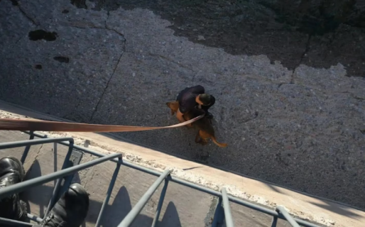 Bomberos salvaron la vida de un perro que quedó atrapado en un canal de agua y casi se ahoga