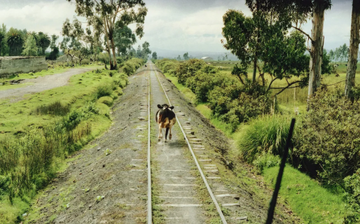 Un tren atropelló a una vaca que cayó sobre un hombre que estaba orinando en las vías, y lo mató
