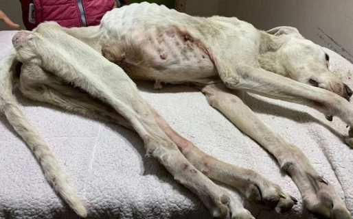 Un perro murió desnutrido y denuncian a su dueño por «abandono, maltrato y crueldad animal»