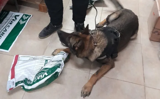 Un perro detectó una encomienda que tenía marihuana en su interior y detuvieron al receptor